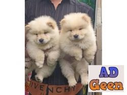 used Show quality chow chow for sale 
